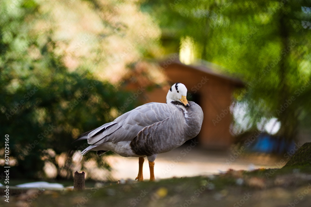 Obraz premium Gęś stojąca nad wodą w parku miejskim, mini zoo, w tle drzewa i domek