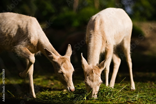 Fototapeta Naklejka Na Ścianę i Meble -  Dwie sarny jedzące trawę w zoo w słoneczny dzień