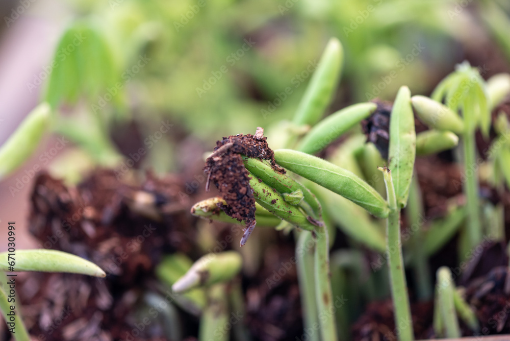 Seedling of Sterculia foetida is a soft wooded tree and Common names ...