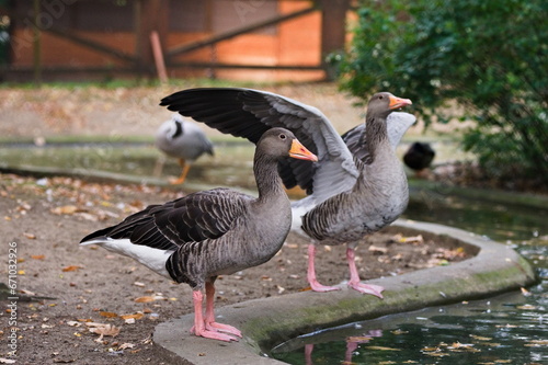 Dwie szare gęsi, jedna z rozpostartymi skrzydłami, stojące na brzegu stawu w ogrodzie zoologicznym photo