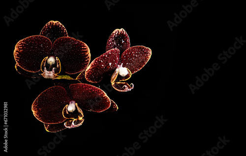 three maroon orhids with the drops of water on them photo