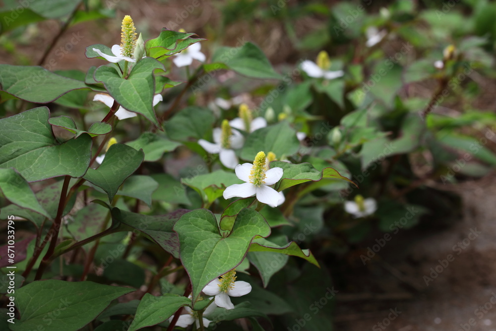 Houttuynia cordata (Eoseongcho,chameleon plant) blooming Houttuynia cordata (Eoseongcho,chameleon plant) blooming