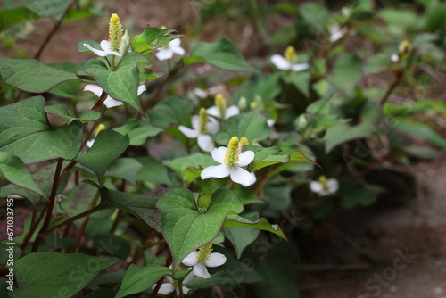 Houttuynia cordata (Eoseongcho,chameleon plant) blooming 