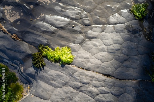 Seaweed and bull kelp growing on rocks in the ocean in australia. Waves moving seaweed over rock and flowing with the tide in Japan. Seaweed farm in australia photo