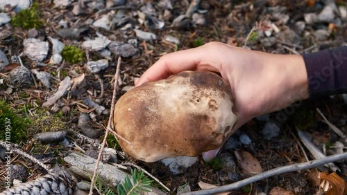 Season for collecting Porcini mushrooms. Hand is ripping off a Porcini Mushroom. Fresh boletus mushroom in summer forest. Close up footage of picking big beautiful porcini mushroom in forest. photo