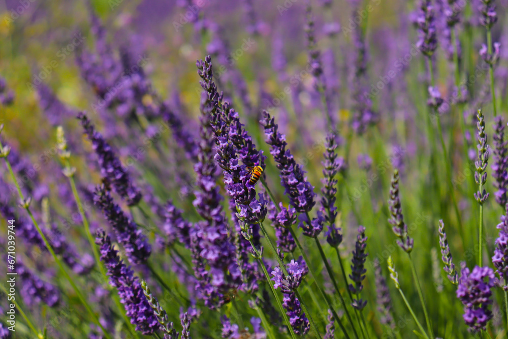Ape su lavanda Valensole - Francia Ape su lavanda Valensole - Francia