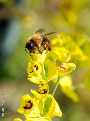 Macro of honey bee (Apis) feeding on yellow euphorbia flower  © Christian Musat