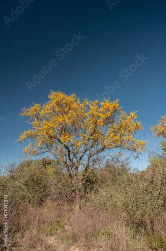 Chañar tree in Calden forest, bloomed in spring,La Pampa,Argentina