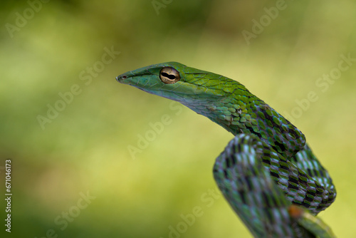 Ahaitulla prasina snake closeup on nature background, animal closeup, Asian vine front view