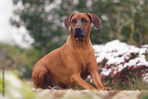 Cute Rhodesian Ridgeback dog posing outdoors in a garden lying down on stones while snowing in autumn