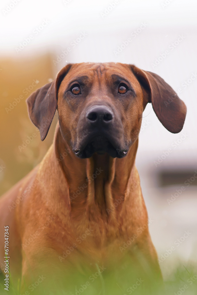 The portrait of a cute Rhodesian Ridgeback dog posing outdoors lying down on a green grass while snowing in autumn