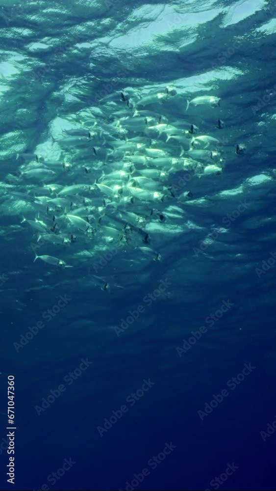 Vertical video, View from deep on school of Striped mackerel or Indian mackerel (Rastrelliger kanagurta) swims with open mouths, filtering for plankton in waves under water surface, Slow motion Vertical video, View from deep on school of Striped mackerel or Indian mackerel (Rastrelliger kanagurta) swims with open mouths, filtering for plankton in waves under water surface, Slow motion