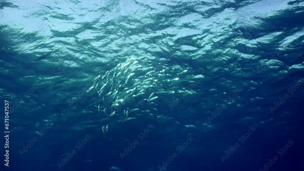 View from deep on school of Striped mackerel or Indian mackerel (Rastrelliger kanagurta) swimming with open mouths, filtering for zooplankton in waves under water surface, Slow motion