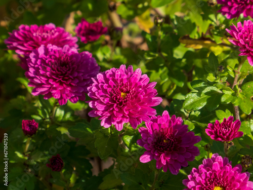 close-up photo of pink chrysanthemum flowers