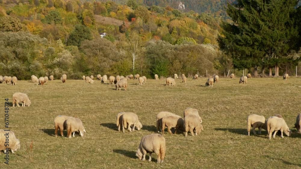 Close-up sheep Grazing green grass during the autumn. Flock of sheep grazing in the green meadow. Herd of sheep walking closely together. Close-up sheep Grazing green grass during the autumn. Flock of sheep grazing in the green meadow. Herd of sheep walking closely together.