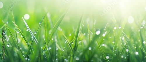 Original beautiful green grass background image in banner format