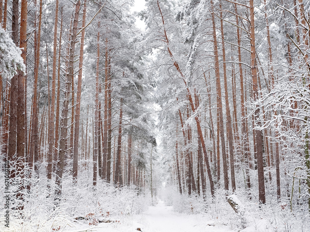 Fototapeta premium A snow-covered forest on a sunny winter day