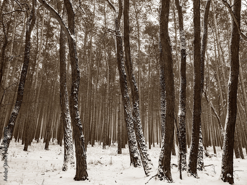 Snow covered trees in the winter forest with road Snow covered trees in the winter forest with road