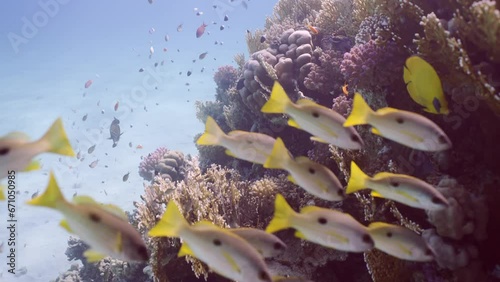 School of Dory snapper or Blackspot snapper (Lutjanus fulviflamma) and other tropical fish floats near beautiful colorful coral reef in sun rays on sunny day, Slow motion, Camer moving forwards photo