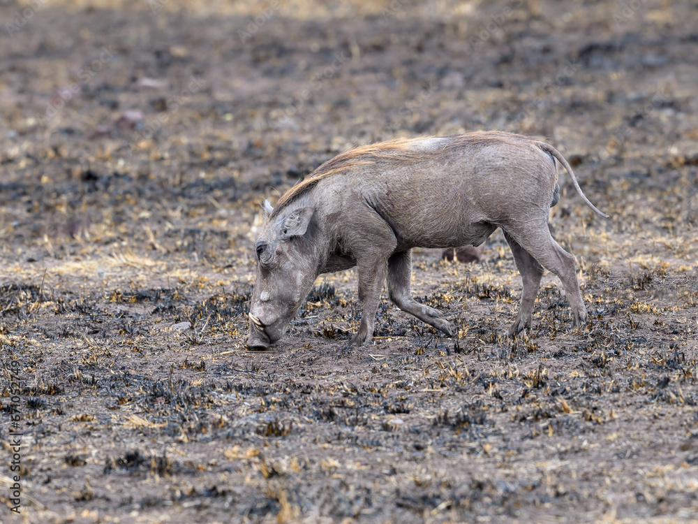 Common Warthog feeding in the great plains of Serengeti ,Tanzania, Africa Common Warthog feeding in the great plains of Serengeti ,Tanzania, Africa