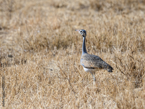 white-bellied bustard eupodotis senegalensis hunting for insects on the plains of northern tanzania photo