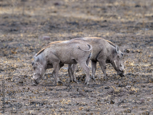 Two Common Warthog feeding in the great plains of Serengeti ,Tanzania, Africa photo