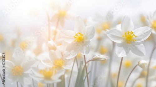  a bunch of white flowers with yellow centers in a field. generative ai