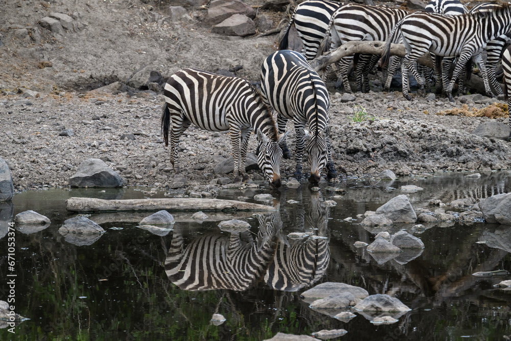 Fototapeta premium Plain Zebras with reflection drinking water in the great plains of Serengeti ,Tanzania, Africa