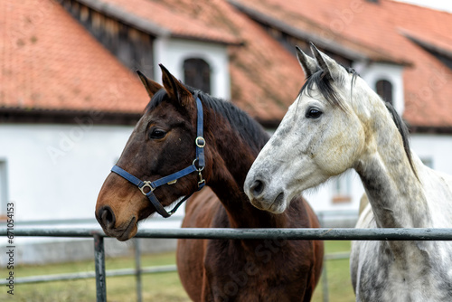 horses on a paddock on a farm in eastern Poland photo