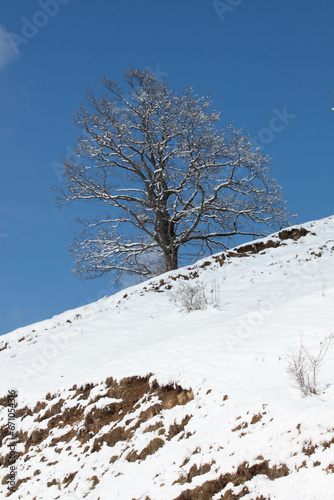 Tree on the snow