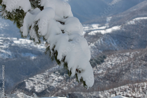 Tree on the snow