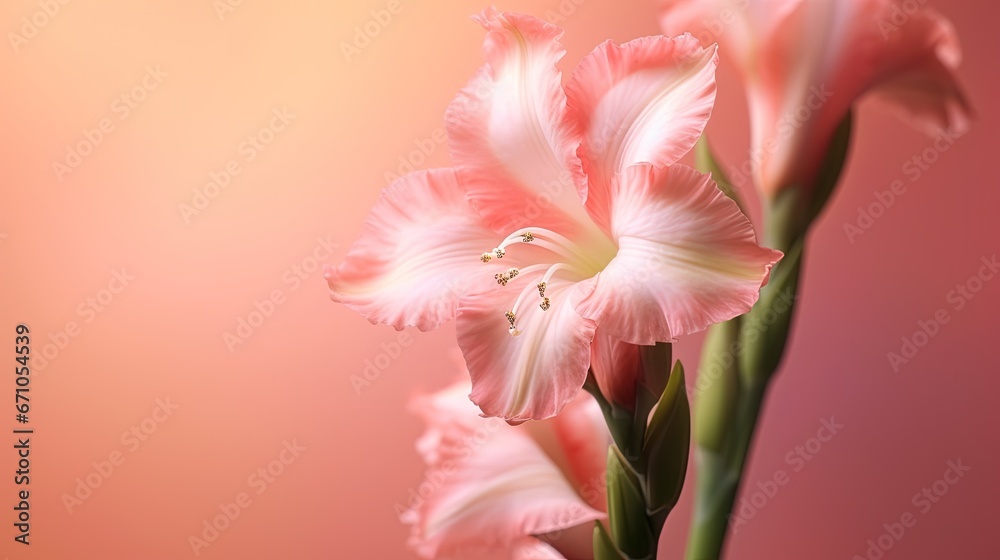  a close up of a pink flower on a pink background.  generative ai