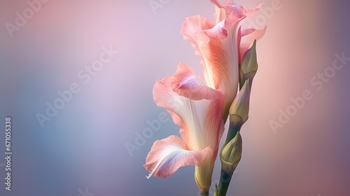  a pink flower is in a vase on a blue and pink background.  generative ai