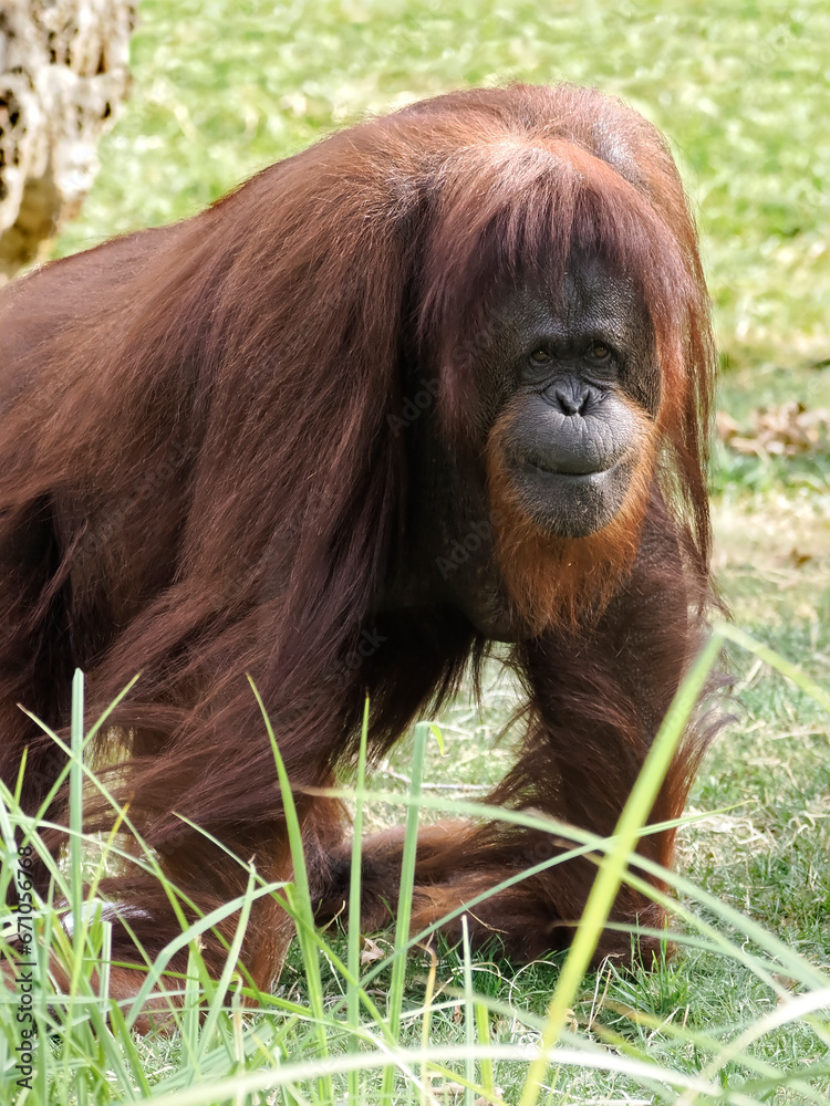 Obraz premium Closeup orangutan (Pongo pygmaeus) in tall grass and seen from front