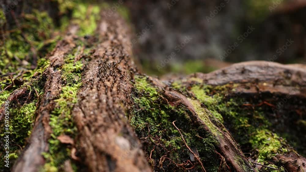 Marching termites in the rainforest, Swarm of migrating termites, Wild nature, Insects macro Marching termites in the rainforest, Swarm of migrating termites, Wild nature, Insects macro