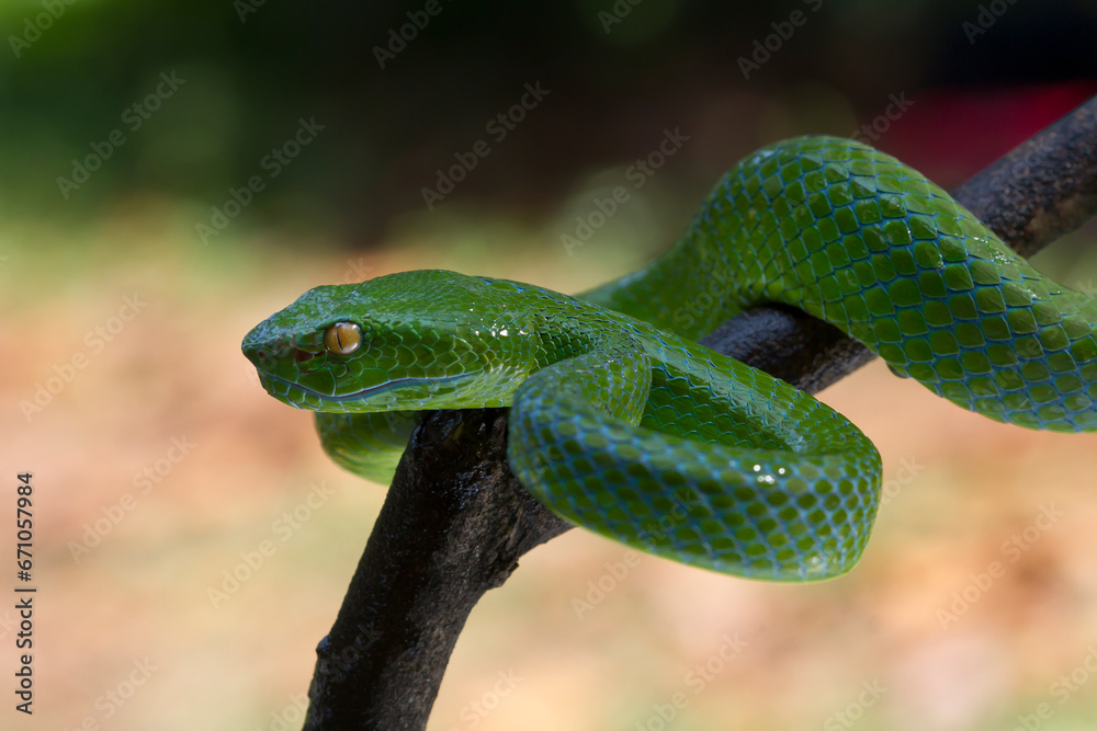 Trimeresurus albolabris Green pit vipers or Asian pit vipers, green snake on branch with natural background Trimeresurus albolabris Green pit vipers or Asian pit vipers, green snake on branch with natural background