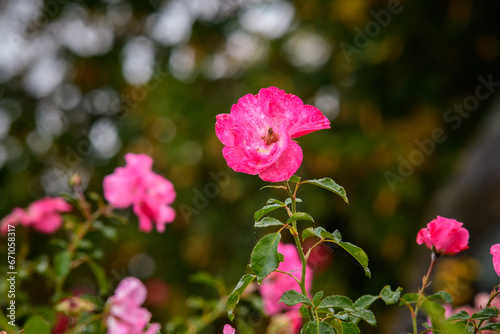 pink rose bush