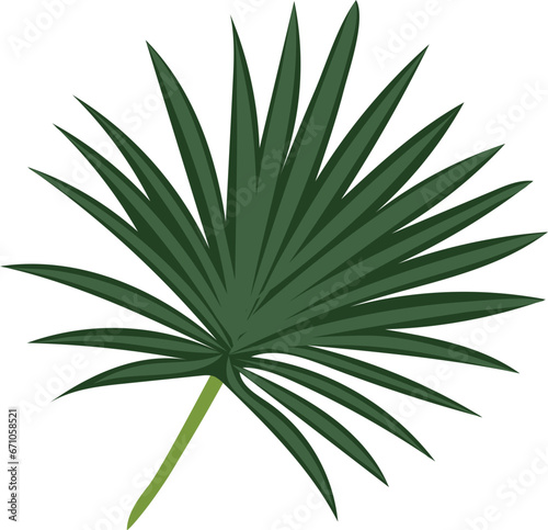 Fan palm tropical leaf illustration