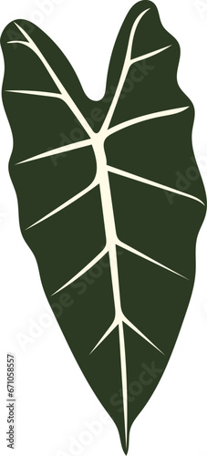 Alocasia amazonica tropical leaf illustration