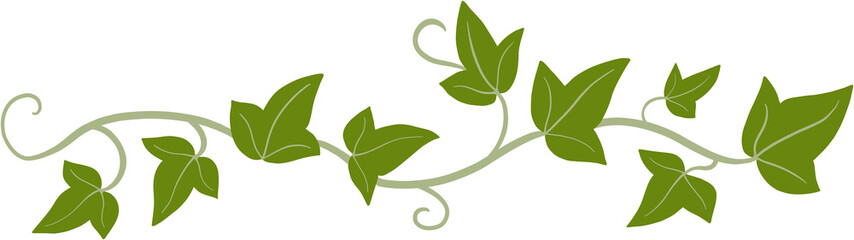 ivy plant drawing illustration.