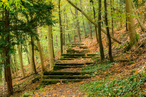 path in the woods