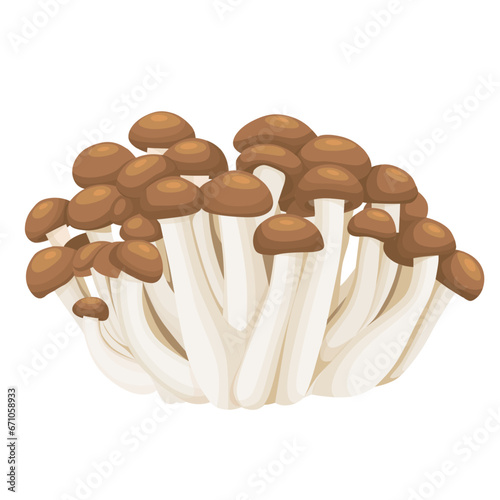 Shimeji mushrooms on a white background.Vector illustration 