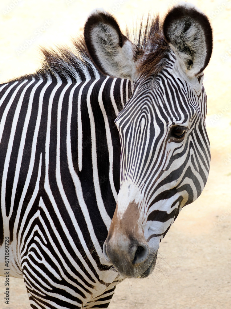 Naklejka premium Portrait of zebra of Grevy or imperial zebra (Equus grevyi) is the largest living wild equid and the most threatened of the three species of zebra 
