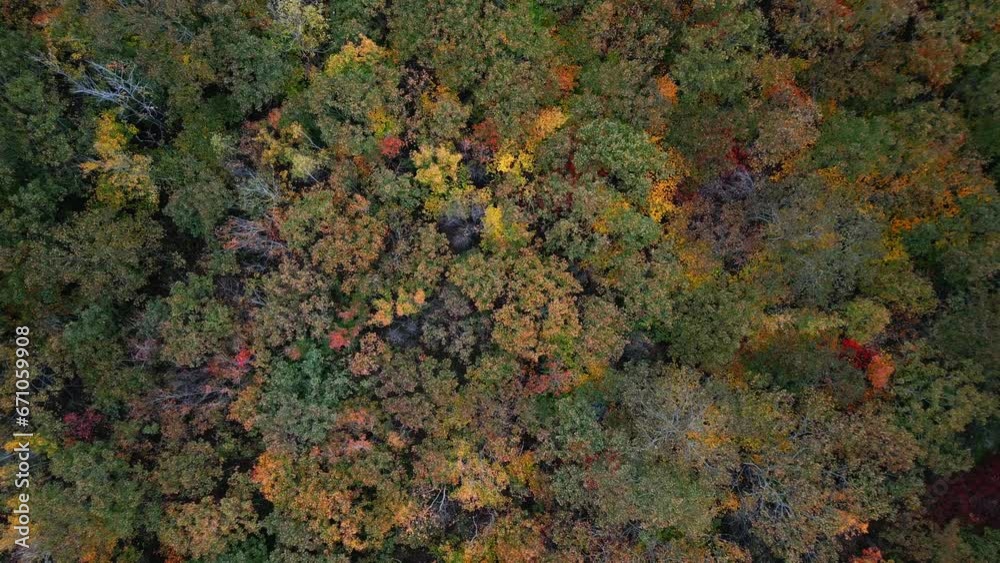 Top View of an Autumn Forest with Yellow Leaves on Tree Branches. Top View of an Autumn Forest with Yellow Leaves on Tree Branches.