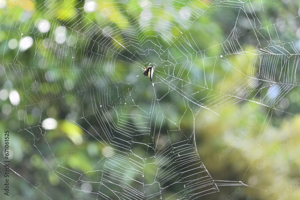A female spiny backed orb weaver spider arranging the silk lines on the spider web A female spiny backed orb weaver spider arranging the silk lines on the spider web