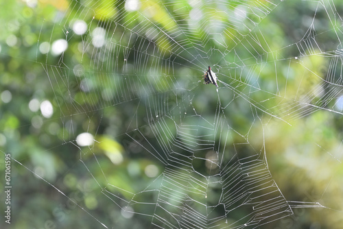 A spider web with a female spiny backed orb weaver spider sitting at the center