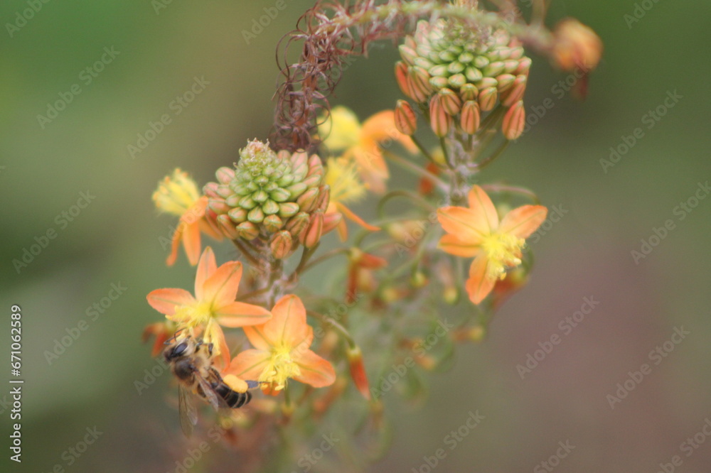 Bee on an aloe flower Bee on an aloe flower