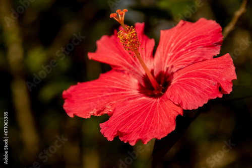 Hibisco é um gênero de plantas com flores da família das malvas, Malvaceae. Flor hibisco de cor vermelha.  © Luiz