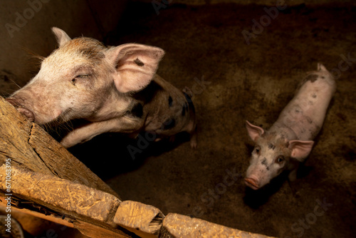 Chiqueiro de porcos com porco adulto e leitões filhotes.  photo