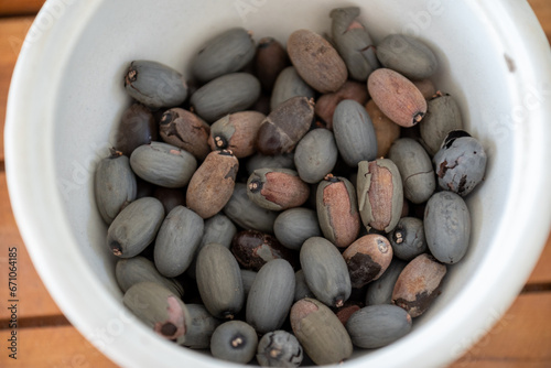 Seed of Sterculia foetida, common names for the plant are the bastard poon tree, Java olive tree, hazel sterculia, wild almond tree, and skunk tree is a soft wooded tree  photo